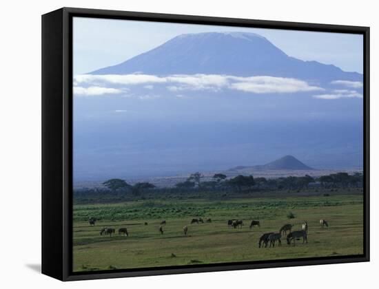 Zebra and Wildebeest under Mt. Kilimanjaro, Amboseli National Park, Kenya-Paul Souders-Framed Stretched Canvas