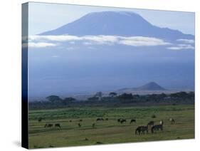 Zebra and Wildebeest under Mt. Kilimanjaro, Amboseli National Park, Kenya-Paul Souders-Stretched Canvas