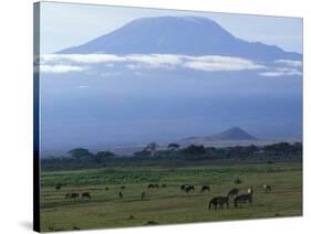 Zebra and Wildebeest under Mt. Kilimanjaro, Amboseli National Park, Kenya-Paul Souders-Stretched Canvas