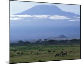 Zebra and Wildebeest under Mt. Kilimanjaro, Amboseli National Park, Kenya-Paul Souders-Mounted Photographic Print