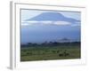 Zebra and Wildebeest under Mt. Kilimanjaro, Amboseli National Park, Kenya-Paul Souders-Framed Photographic Print