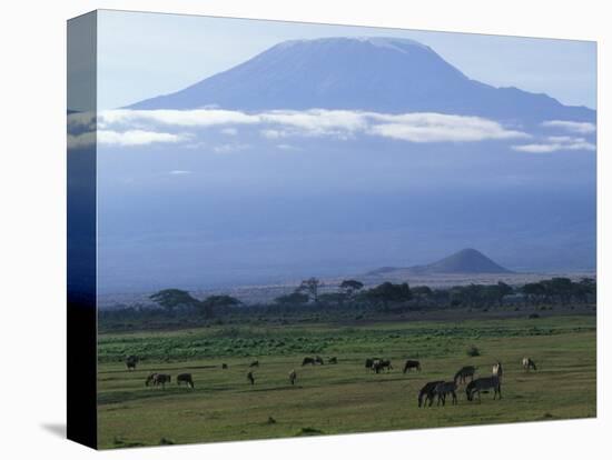 Zebra and Wildebeest under Mt. Kilimanjaro, Amboseli National Park, Kenya-Paul Souders-Stretched Canvas