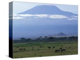 Zebra and Wildebeest under Mt. Kilimanjaro, Amboseli National Park, Kenya-Paul Souders-Stretched Canvas