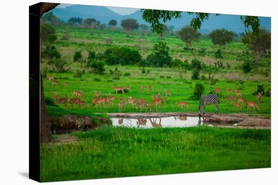 Zebra and Wildlife at the Watering Hole, Mizumi Safari Park, Tanzania, East Africa, Africa-Laura Grier-Stretched Canvas