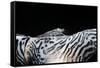 Zebra Anemonie Shrimp-Bernard Radvaner-Framed Stretched Canvas