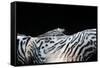 Zebra Anemonie Shrimp-Bernard Radvaner-Framed Stretched Canvas