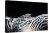 Zebra Anemonie Shrimp-Bernard Radvaner-Stretched Canvas