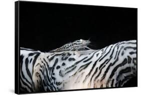 Zebra Anemonie Shrimp-Bernard Radvaner-Framed Stretched Canvas