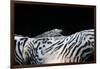 Zebra Anemonie Shrimp-Bernard Radvaner-Framed Photographic Print