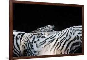 Zebra Anemonie Shrimp-Bernard Radvaner-Framed Photographic Print