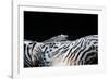 Zebra Anemonie Shrimp-Bernard Radvaner-Framed Photographic Print