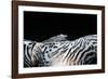 Zebra Anemonie Shrimp-Bernard Radvaner-Framed Photographic Print