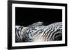 Zebra Anemonie Shrimp-Bernard Radvaner-Framed Photographic Print