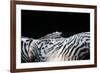 Zebra Anemonie Shrimp-Bernard Radvaner-Framed Photographic Print