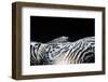 Zebra Anemonie Shrimp-Bernard Radvaner-Framed Photographic Print