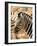 Zebra at Namutoni Resort, Namibia-Joe Restuccia III-Framed Photographic Print