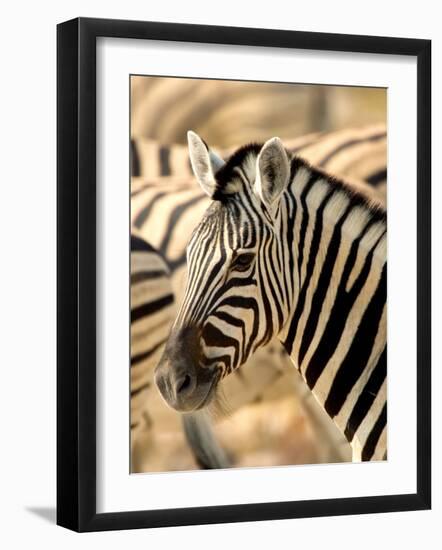 Zebra at Namutoni Resort, Namibia-Joe Restuccia III-Framed Photographic Print