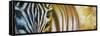 Zebra At Sunset-Cherie Roe Dirksen-Framed Stretched Canvas