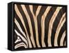 Zebra, Australia-David Wall-Framed Stretched Canvas