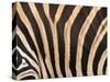 Zebra, Australia-David Wall-Stretched Canvas