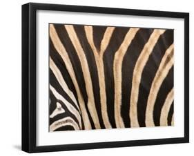 Zebra, Australia-David Wall-Framed Premium Photographic Print