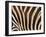 Zebra, Australia-David Wall-Framed Premium Photographic Print