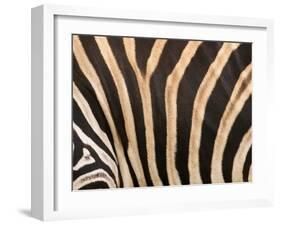 Zebra, Australia-David Wall-Framed Premium Photographic Print
