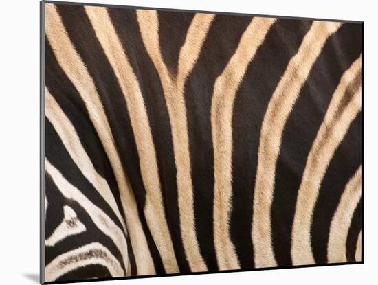 Zebra, Australia-David Wall-Mounted Premium Photographic Print