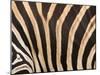 Zebra, Australia-David Wall-Mounted Premium Photographic Print