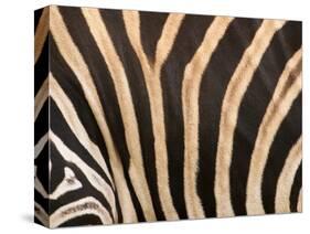 Zebra, Australia-David Wall-Stretched Canvas