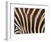 Zebra, Australia-David Wall-Framed Photographic Print