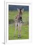 Zebra Baby-Four Oaks-Framed Photographic Print