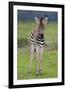 Zebra Baby-Four Oaks-Framed Photographic Print