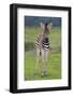 Zebra Baby-Four Oaks-Framed Photographic Print