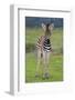 Zebra Baby-Four Oaks-Framed Photographic Print