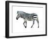 Zebra Blues-OnRei-Framed Art Print