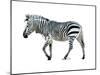 Zebra Blues-OnRei-Mounted Art Print