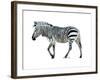 Zebra Blues-OnRei-Framed Art Print