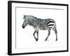 Zebra Blues-OnRei-Framed Art Print