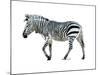 Zebra Blues-OnRei-Mounted Art Print