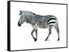 Zebra Blues-OnRei-Framed Stretched Canvas