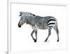 Zebra Blues-OnRei-Framed Art Print