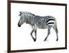 Zebra Blues-OnRei-Framed Art Print