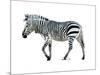 Zebra Blues-OnRei-Mounted Art Print