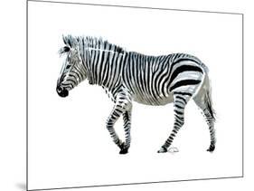 Zebra Blues-OnRei-Mounted Art Print