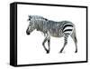 Zebra Blues-OnRei-Framed Stretched Canvas
