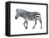 Zebra Blues-OnRei-Framed Stretched Canvas