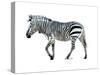 Zebra Blues-OnRei-Stretched Canvas