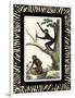 Zebra Border Monkey I-null-Framed Art Print