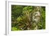 Zebra Bromeliad in Canopy, Yasuni NP, Amazon Rainforest, Ecuador-Pete Oxford-Framed Photographic Print